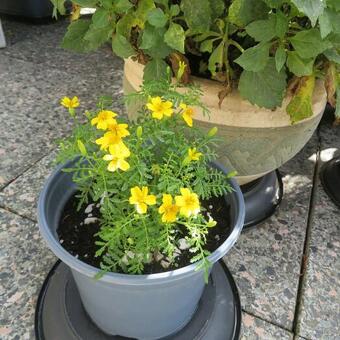 Tagetes tenuifolia 'Lemon Gem'