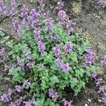 Nepeta 'Cat's Pajamas'