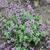 Nepeta 'Cat's Pajamas'