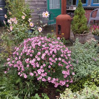 Chrysanthemum 'Mei-Kyo'