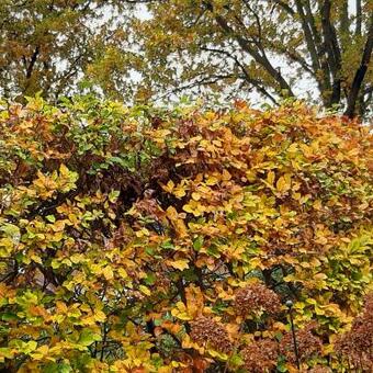 Fagus sylvatica