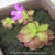 Pinguicula macroceras