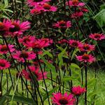 Echinacea purpurea 'JS Stiletto' - Zonnehoed - Echinacea purpurea 'JS Stiletto'