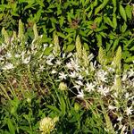 Ornithogalum ponticum 'Sochi' - Bosvogelmelk, bosasperges