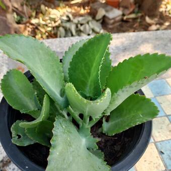 Kalanchoe laetivirens