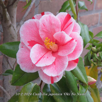 Camellia japonica 'Oki No Nami'