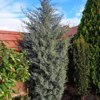 Cupressus arizonica 'Glauca'