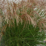 Miscanthus sinensis 'Red Cloud' - Prachtriet - Miscanthus sinensis 'Red Cloud'