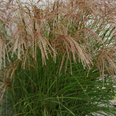 Prachtriet - Miscanthus sinensis 'Red Cloud'