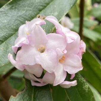 Daphne bholua 'Jacqueline Postill'