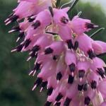 Erica x darleyensis ‘Spring Surprise’ - Winterheide, Dopheide