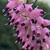 Erica x darleyensis ‘Spring Surprise’