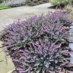 Erica x darleyensis ‘Spring Surprise’ - Winterheide, Dopheide