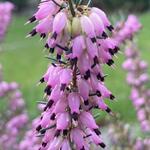 Erica x darleyensis ‘Spring Surprise’ - Winterheide, Dopheide