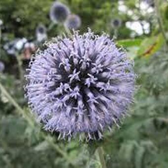 Echinops sphaerocephalus