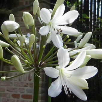 Agapanthus 'Leicester'