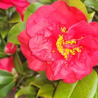 Camellia japonica 'Doctor Burnside'