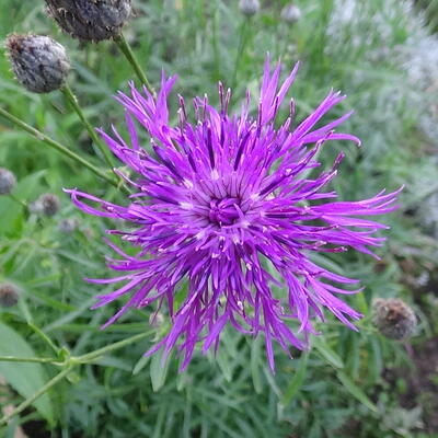 Grote centaurie - Centaurea scabiosa