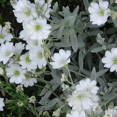 Viltige hoornbloem - Cerastium tomentosum 'Silberteppich'