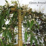 Clematis armandii - Bosrank - Clematis armandii