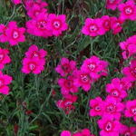 Dianthus deltoides - Steenanjer/Zwolse anjer - Dianthus deltoides