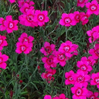 Steenanjer/Zwolse anjer - Dianthus deltoides