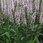 Veronica spicata 'Inspire Pink' - Ereprijs