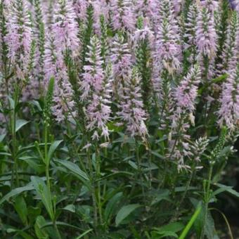 Veronica spicata 'Inspire Pink'