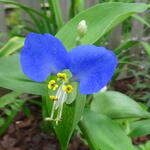 Commelina erecta - Slanke dagbloem