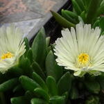 Delosperma congestum 'White Nugget' - IJsbloem, middagbloem