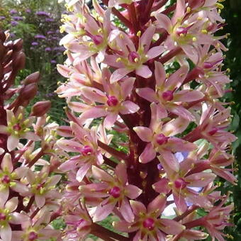 Eucomis comosa 'Sparkling Rosy'