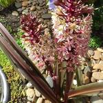 Eucomis comosa 'Sparkling Rosy' - Kuiflelie / ananasplant