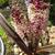 Eucomis comosa 'Sparkling Rosy'