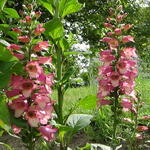 Digitalis x valinii 'Berry Canary' - Vingerhoedskruid