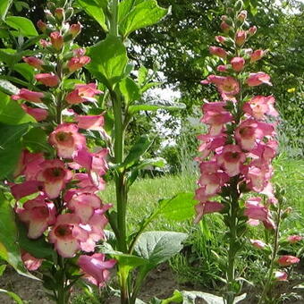 Digitalis x valinii 'Berry Canary'