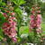 Digitalis x valinii 'Berry Canary'