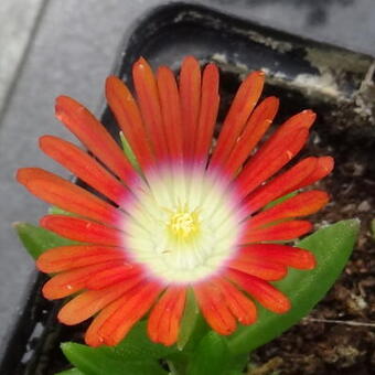 Delosperma dyeri 'Red Mountain'