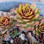 Sempervivum 'CHICK CHARMS Gold Nugget' - Huislook