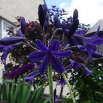 Agapanthus campanulatus 'Indigo Dreams' - Afrikaanse lelie