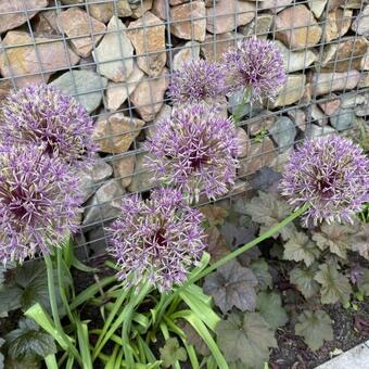 Allium 'Purple Rain'