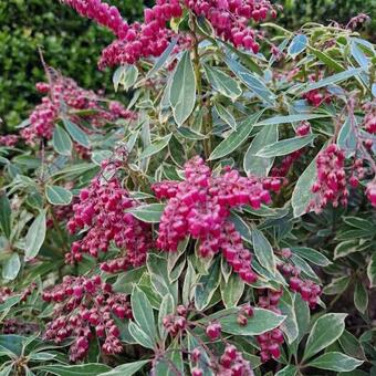 Pieris japonica 'Ralto Rose'