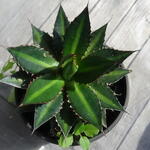 Agave univittata 'Splendida' - Gestreepte Agave