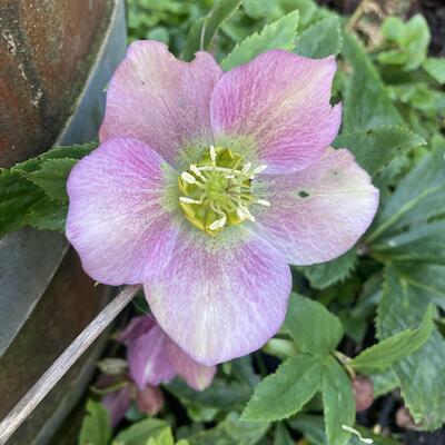 Nieskruid - Helleborus orientalis 'Pink LADY'