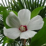 Hibiscus moscheutos - Moerashibiscus, Altheastruik