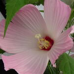 Hibiscus moscheutos - Moerashibiscus, Altheastruik