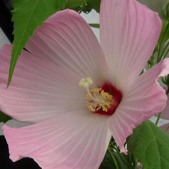 Hibiscus moscheutos