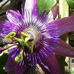 Passiflora 'Amethyst 'Beervelde' - Passiebloem