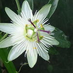 Passiflora caerulea 'Avalanche' - Passiebloem