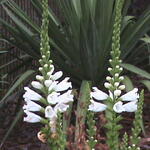 Physostegia virginiana 'Alba' - Scharnierbloem - Physostegia virginiana 'Alba'