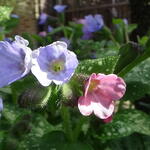 Pulmonaria longifolia - Longkruid, langbladig longkruid